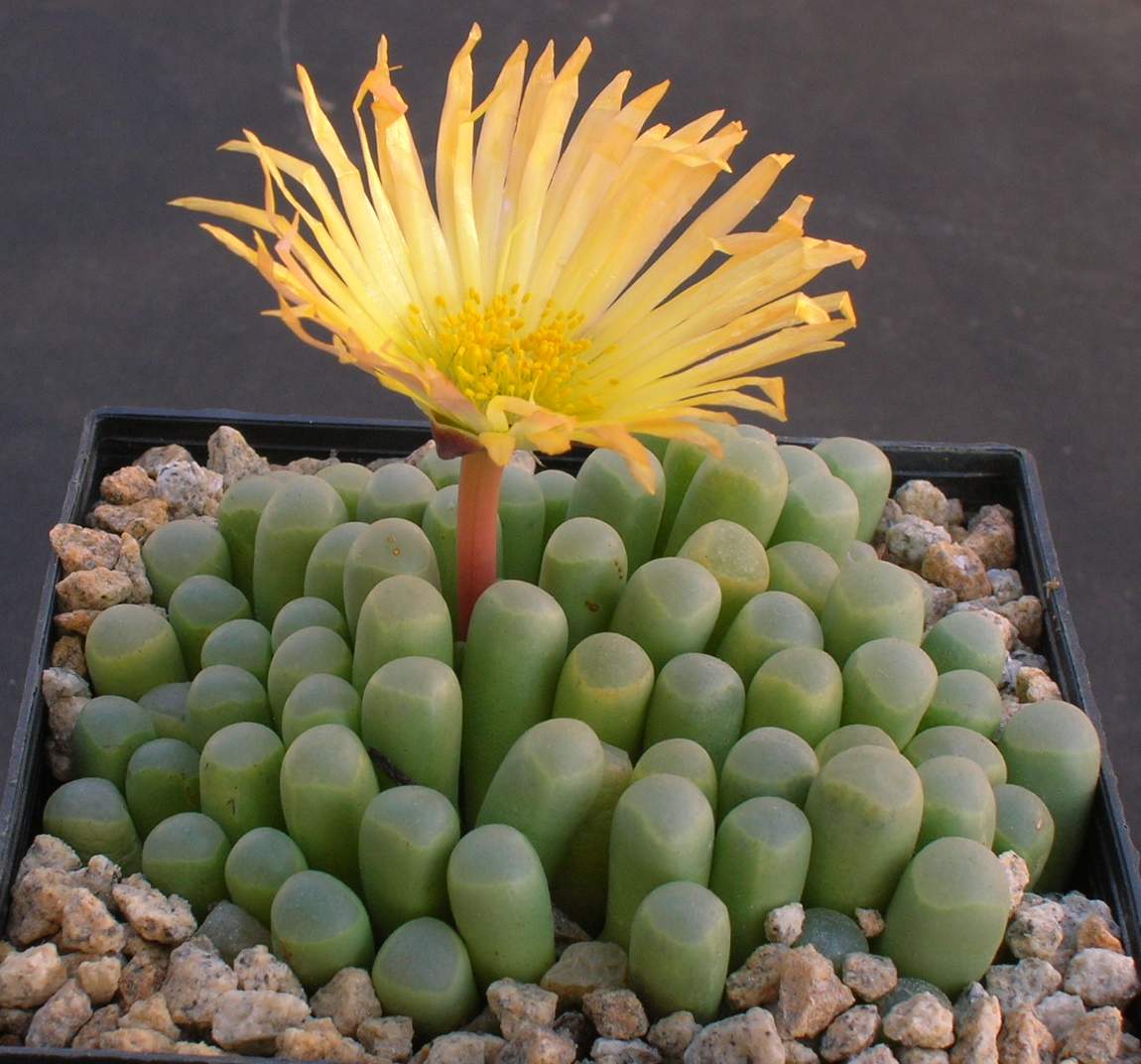 Fenestraria