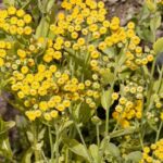 41884-balsamita-major-080821-095437