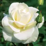 45122