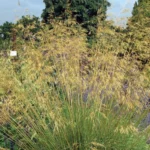 45258-1_stipa-1.jpg