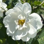 Růže bílá 45_ROSA_ALBA_SEMIPLENA_PHOTO1_HV