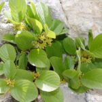 46421-rhamnus-pumilus-slo-a-1312-jl