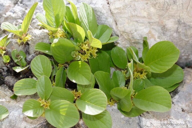 46421-rhamnus-pumilus-slo-a-1312-jl