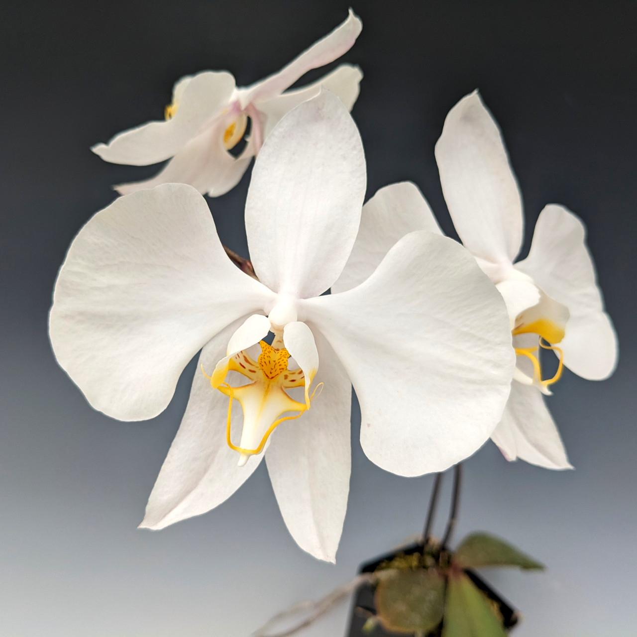 Falenopsis líbezná