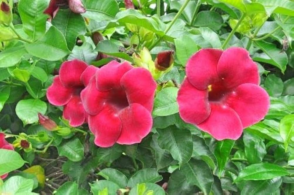 Allamanda