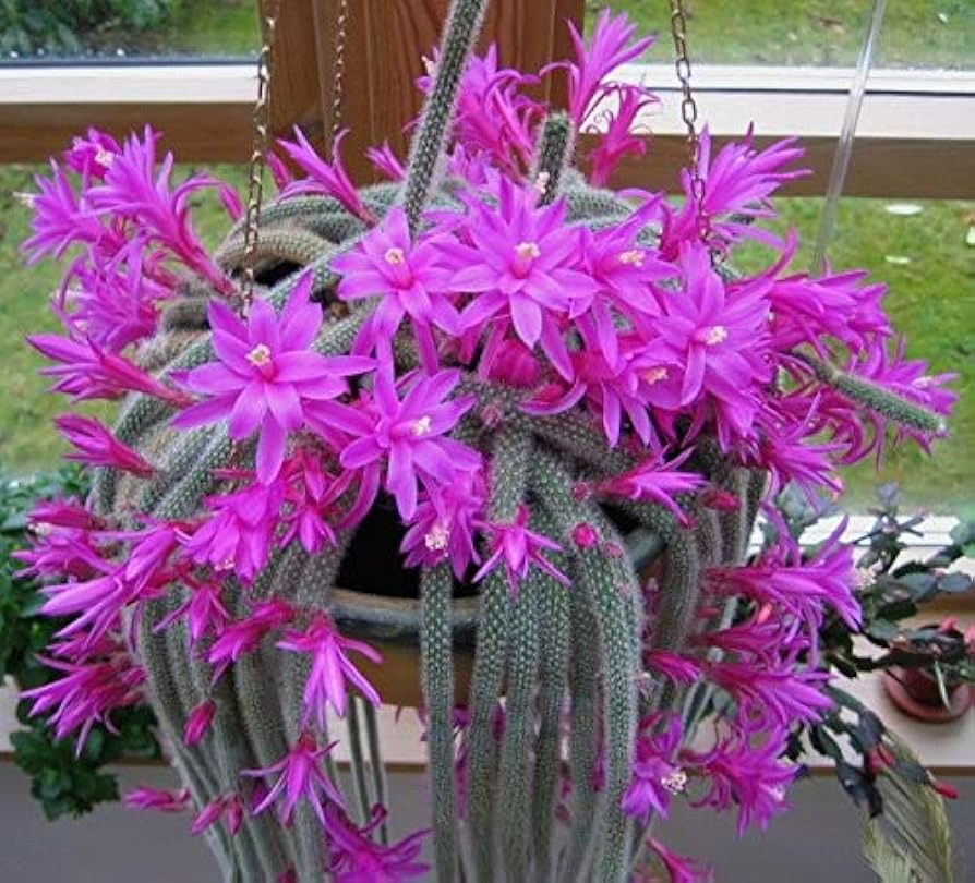 Aporocactus flagelliformis