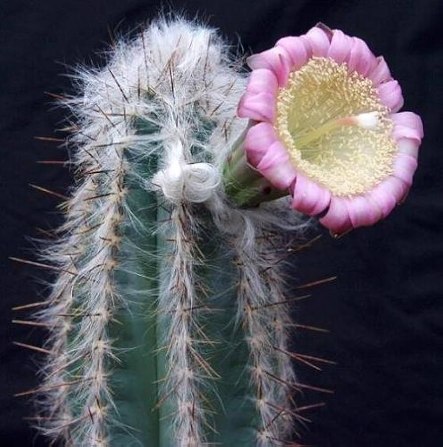 Pilosocereus palmeri
