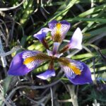 52213-iris-unguicularis-230409095044