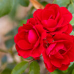 52366857769_0ff97ef4db_b