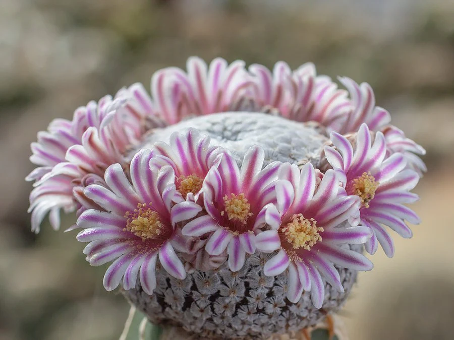 Mammillaria