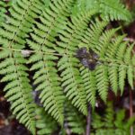 59e8577e60-dsc_0399-dryopteris-guanchica-frojam
