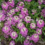 6-Lobularia-maritima-©-Giuseppe-Mazza.jpg