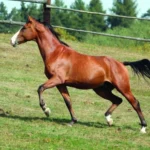 6185-cesky-teplokrevnik