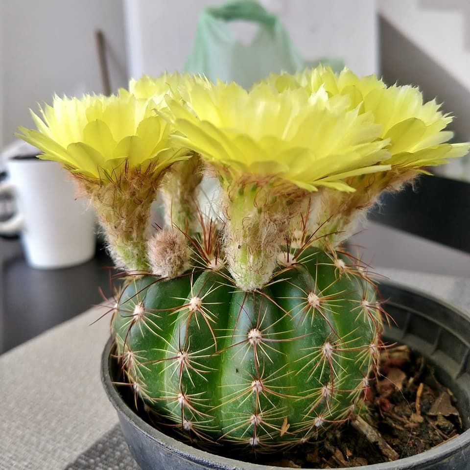 Notocactus ottonis