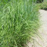640px-20180724_GGIGardens_PollenStudyCollections_DSCN0315-800×800