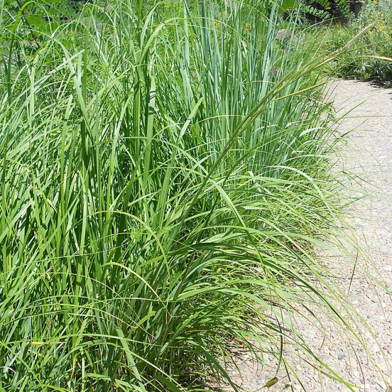 Spartina pectinata