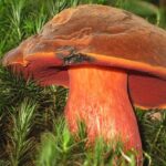 640px-Boletus_erythropus1