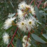 640px-Eucalyptus_camaldulensis_flowers