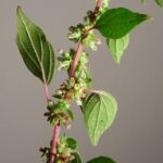 640px-Parietaria_judaica_000