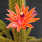 Borzicactus aureispinus 7037498727_cbd1279ee1_b