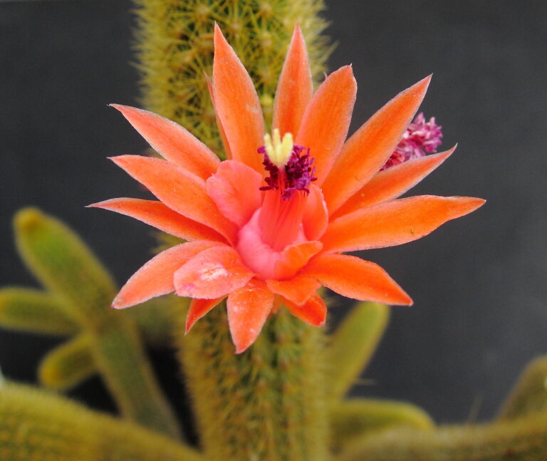 Borzicactus aureispinus