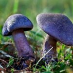 70384835-Cortinarius-violaceus
