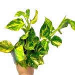 7239-2_epipremnum-aureum–hicolor.jpg