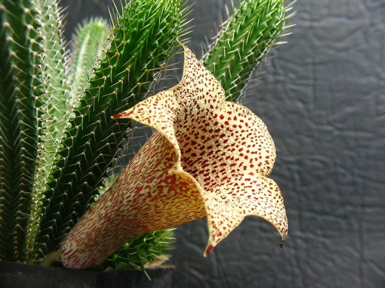 Tavaresia