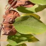 Trnovec kristův 7c76befb1c839255391a861eb357096d