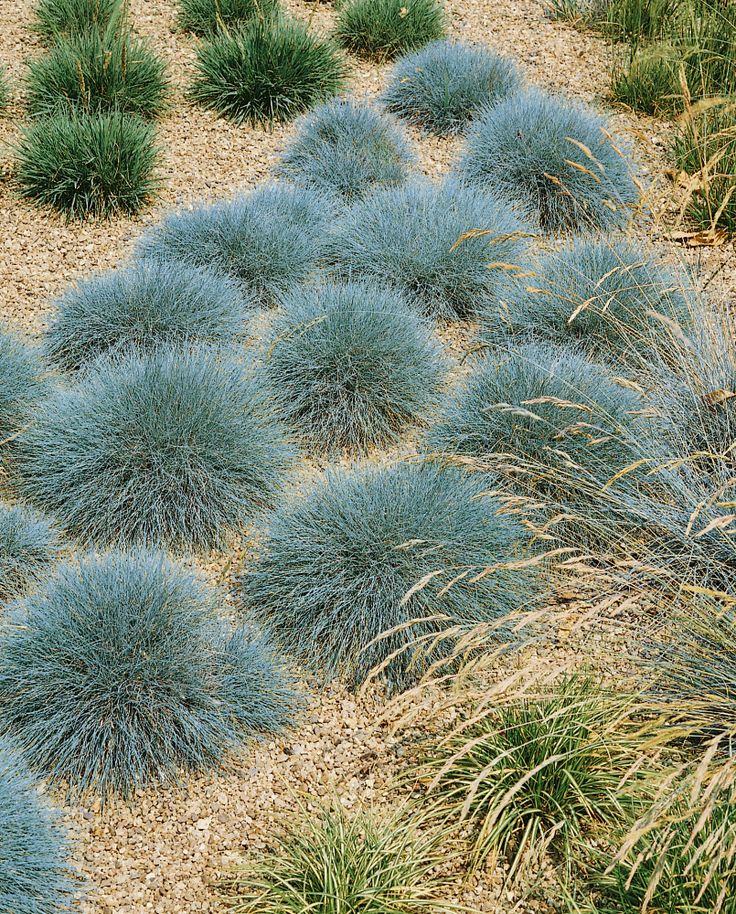Festuca cinerea