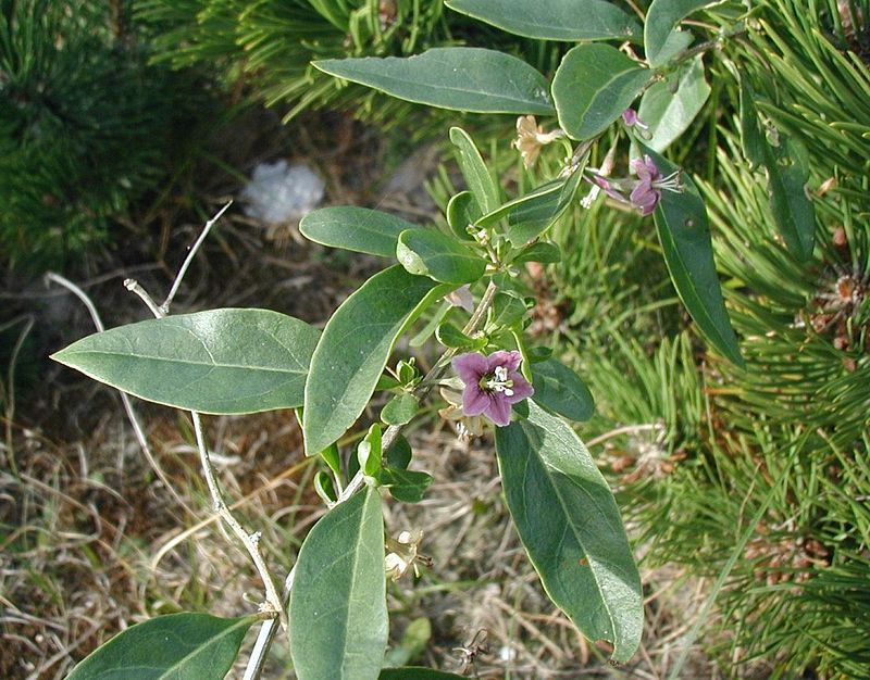 Kustovnice obecná
