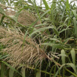 800px-Miscanthus_floridulus