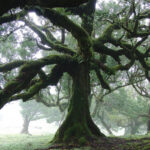 800px-Ocotea_foetens_1336