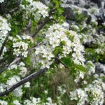 800px-Prunus_mahaleb2