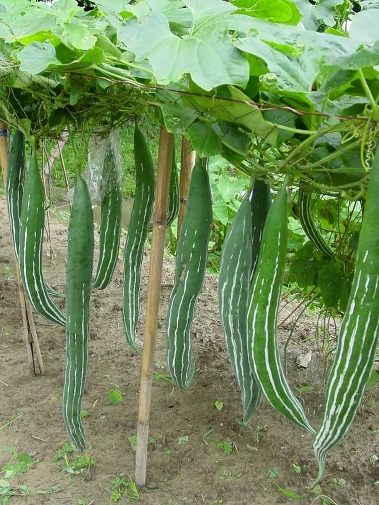 Trichosanthes chichinda