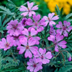 Geranium tuberosum