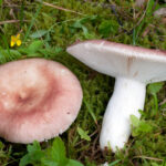 8694f-Russula-vesca–Sparreholm_4335
