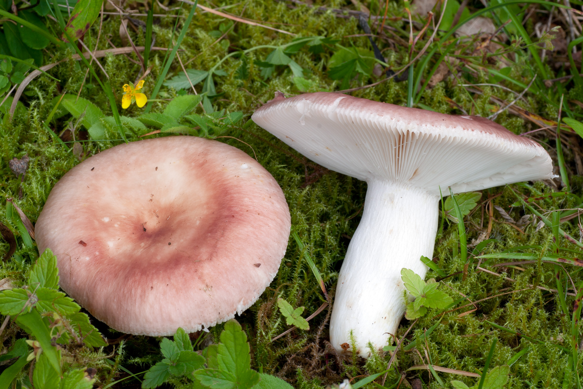 Holubinka mandlová