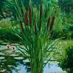 89512-01-BAKIE.jpg