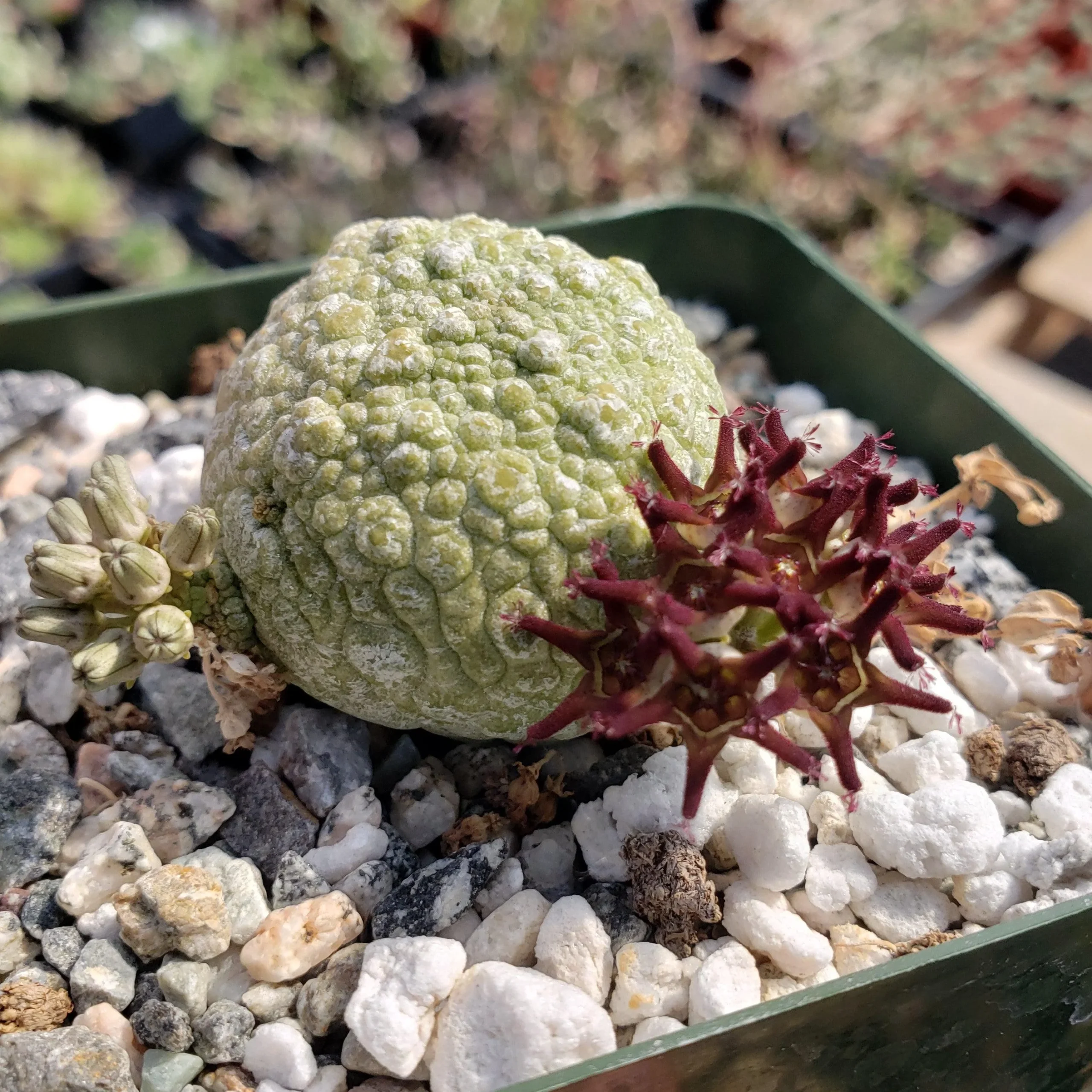 Pseudolithos