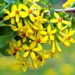 Meruzalka zlatá 8b26bd16af90462a607e5824455b3ddf39090c85