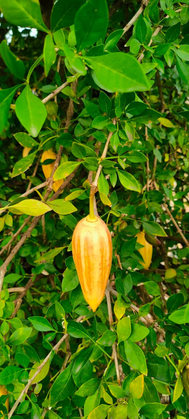 Parmentiera pichlavá