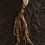 Mandrake root photographed for NGM Departments. Susan Welchman