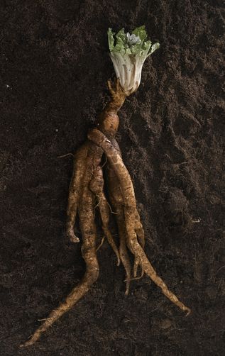 Mandragora lékařská