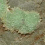 Abernathyite,_Heinrichite-497484