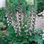 Acanthus_mollis_0001613__56404