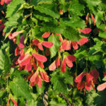Acer_tataricum_(fruits)