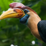 Aceros_cassidix_-Weltvogelpark_Walsrode,_Germany-8a