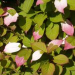 Actinidia_kolomikta