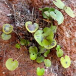Adiantum_reniforme_001